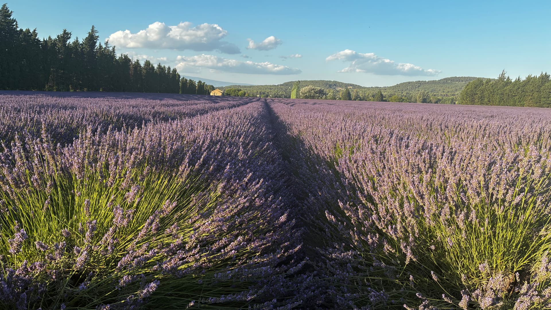 Rows of lavender blooming in a Provençal field under soft evening light