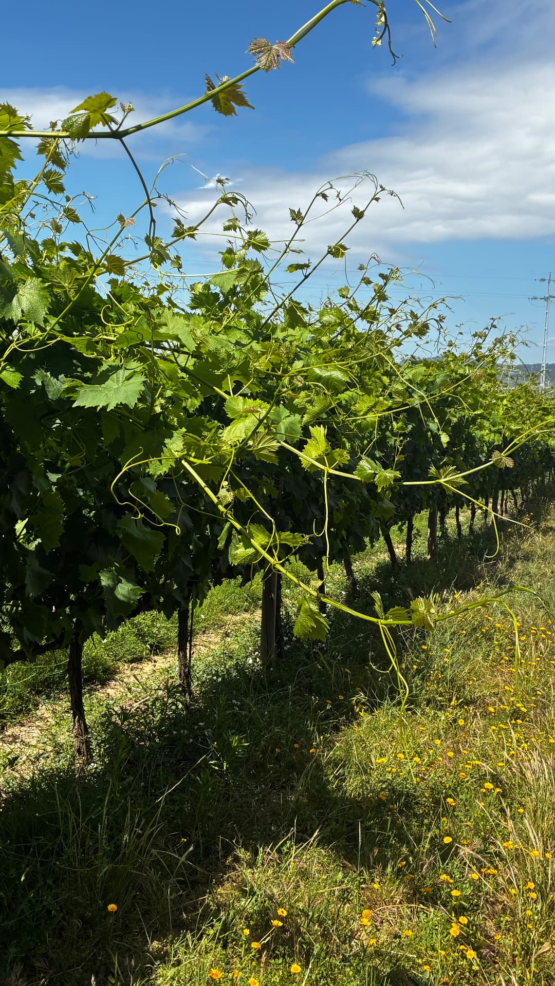Douro Valley vines in spring